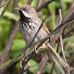 Prinia à calotte rousse