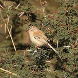 Prinia à front écailleux