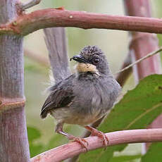 Prinia à gorge blanche