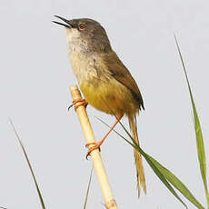 Prinia à ventre jaune