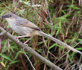 Prinia crinigère