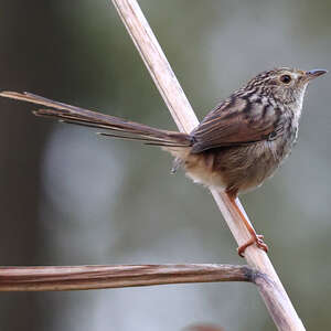 Prinia de Swinhoe