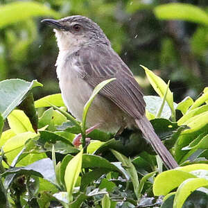 Prinia des montagnes