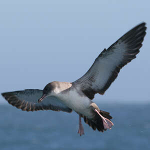 Puffin à pieds roses