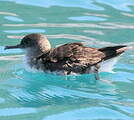 Hutton's Shearwater