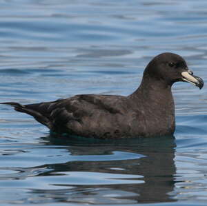 Puffin du Westland