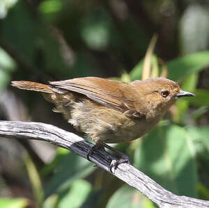 Séricorne montagnard