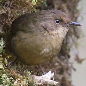 Séricorne robuste