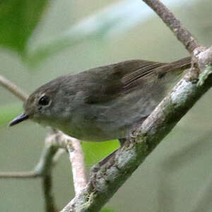 Séricorne vert-de-gris