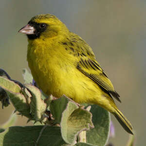 Serin d'Abyssinie