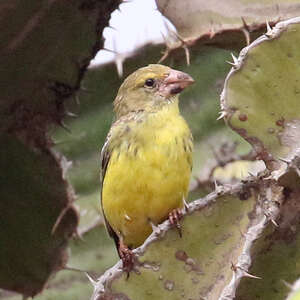 Serin de Buchanan