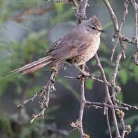 Synallaxe de la Plata