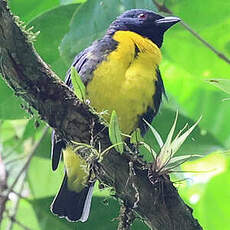 Tangara jaune et bleu