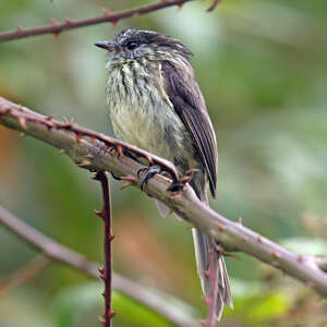 Taurillon agile