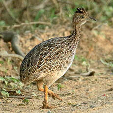 Tinamou boraquira