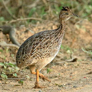 Tinamou boraquira