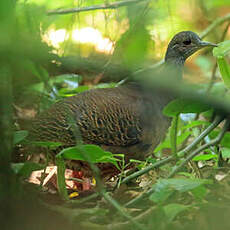 Tinamou de Boucard