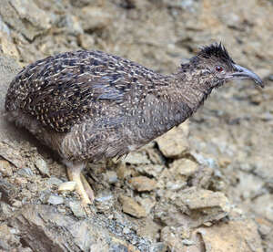 Tinamou de Taczanowski