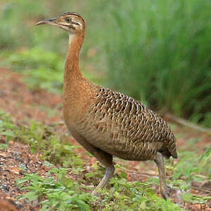 Tinamou isabelle