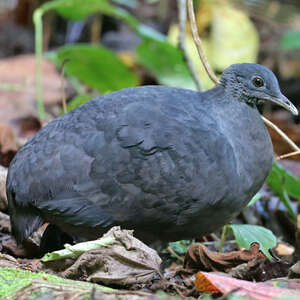 Tinamou noir