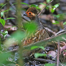 Tocro de Guyane