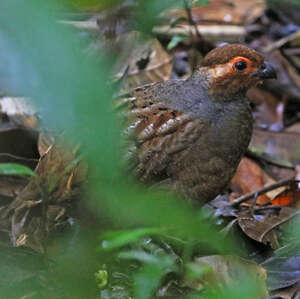 Tocro de Guyane