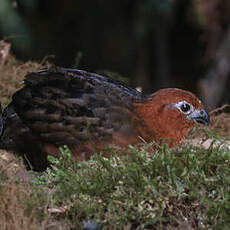 Tocro marron