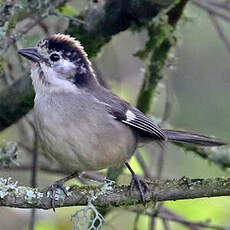 Tohi leucoptère