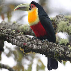 Toucan à ventre rouge