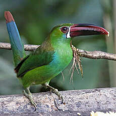 Toucanet à croupion rouge