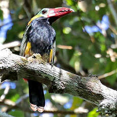 Toucanet de Natterer