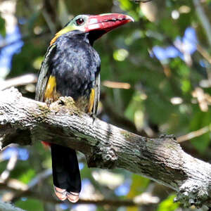 Toucanet de Natterer