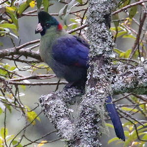 Touraco du Ruwenzori