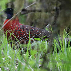 Tragopan satyre