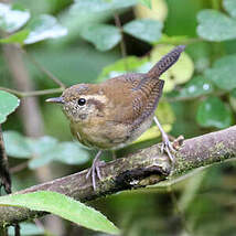 Troglodyte montagnard