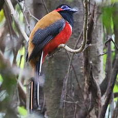 Trogon à nuque rouge