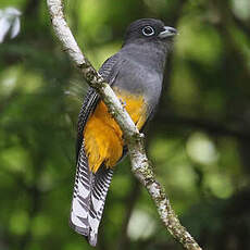 Trogon de Panama