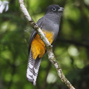 Trogon de Sclater