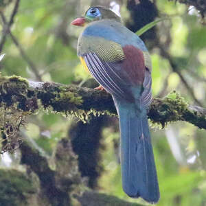 Trogon de Sumatra