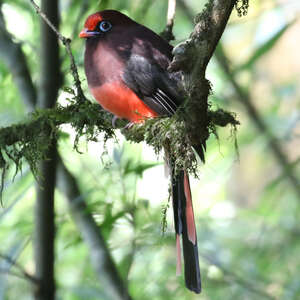 Trogon de Ward