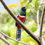 Trogon rosalba