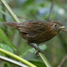 Turdinule de Sumatra