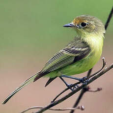 Tyranneau de Minas Gerais