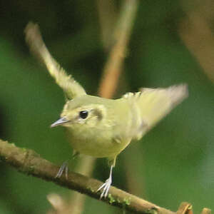 Tyranneau de Sao Paulo