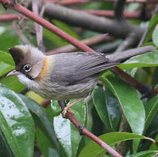 Yuhina à cou roux