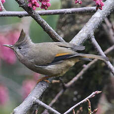 Yuhina à gorge striée