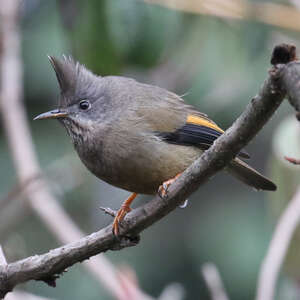 Yuhina à gorge striée