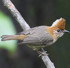 Yuhina à nuque blanche