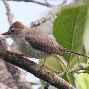 Yuhina à tête marron