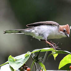 Yuhina de Bornéo